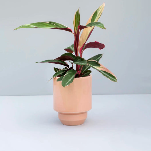 Hoff GLAZED ruukku Bergs Potter